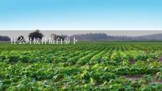 什么时候种植白萝卜