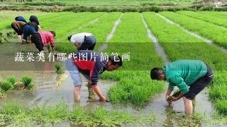 蔬菜类有哪些图片简笔画