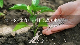 北方冬天室内可以种什么蔬菜水果