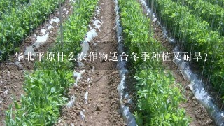 华北平原什么农作物适合冬季种植又耐旱？