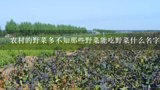 农村的野菜多不知那些野菜能吃野菜什么名字我也不知道