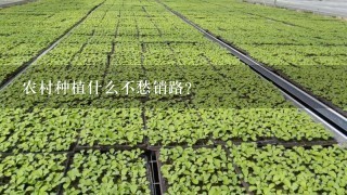 农村种植什么不愁销路？