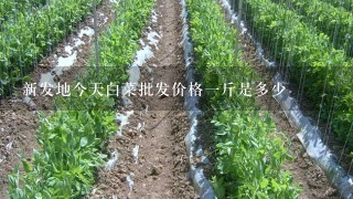 新发地今天白菜批发价格1斤是多少