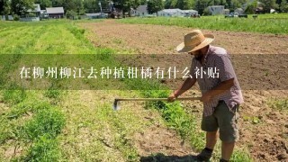 在柳州柳江去种植柑橘有什么补贴