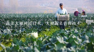 蔬菜大棚种植技术、大棚蔬菜管理技术？