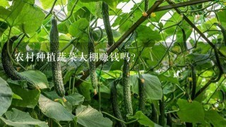 农村种植蔬菜大棚赚钱吗？