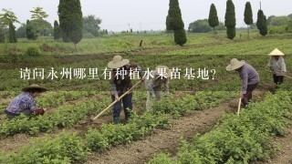 请问永州哪里有种植水果苗基地？
