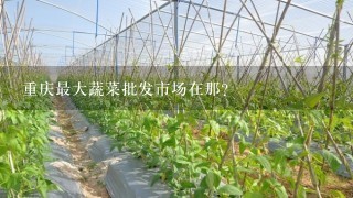 重庆最大蔬菜批发市场在那？