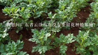 我想问广东省云浮市有没有金银花种植基地？