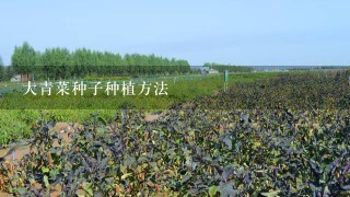 大青菜种子种植方法