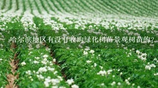 哈尔滨地区有没有收购绿化树苗景观树苗的？5角枫，