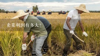 卖菜利润有多大？