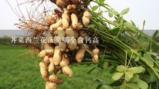 荠菜西兰花菠菜哪个含钙高