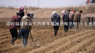 请问福建省最大的苗木基地在哪里啊?非常感谢!