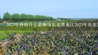 2023年种植什么最赚钱东北黑龙江2023年东北黑龙江种