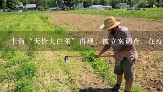 上海“天价大白菜”再现，被立案调查，在疫情期间菜