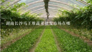 湖南长沙马王堆蔬菜批发市场在哪