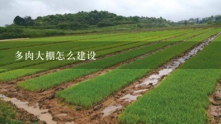 多肉大棚怎么建设