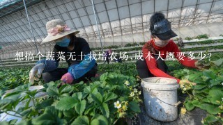 想搞个蔬菜无土栽培农场,成本大概要多少?