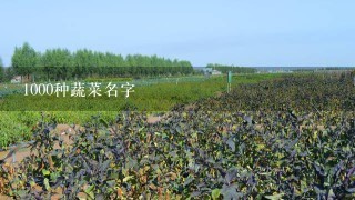 1000种蔬菜名字