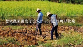 想做蔬菜批发怎么入手以下建议可以收藏