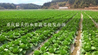 重庆最大的水果蔬菜批发市场
