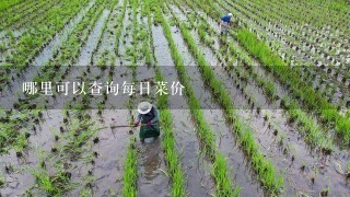 哪里可以查询每日菜价