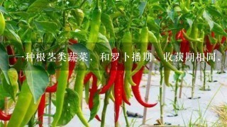 1种根茎类蔬菜，和罗卜播期，收获期相同，无茎，叶子丛生，叶片大如波菜，可做饭或汤。地下根茎多分岔，生的不好吃，做菜饭味道不错，和胡罗卜，白罗卜都不同。我们这的人叫蔓菁，有没有人知道它的学名叫什么？