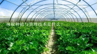 辣椒种植与管理技术是什么？