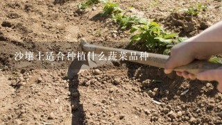 沙壤土适合种植什么蔬菜品种