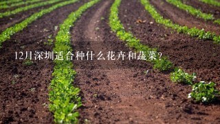 12月深圳适合种什么花卉和蔬菜？