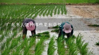 广东冬天能种哪些菜和草花