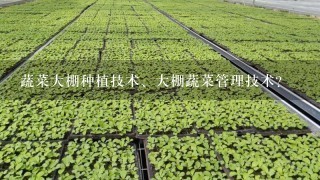 蔬菜大棚种植技术、大棚蔬菜管理技术？