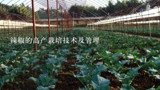 辣椒的高产栽培技术及管理