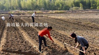 曲靖最大的苗圃基地