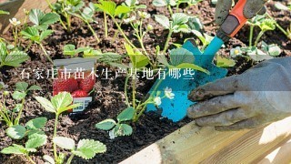 石家庄市苗木生产基地有哪些