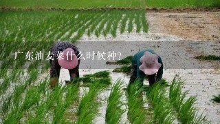 广东油麦菜什么时候种？