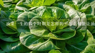 油菜1生的4个时期是怎样的？怎么做能让油菜长得好