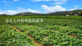 适宜7月份种植的蔬菜