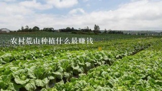 农村荒山种植什么最赚钱