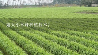 露天小米辣种植技术？