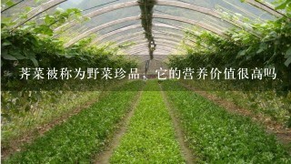 荠菜被称为野菜珍品，它的营养价值很高吗