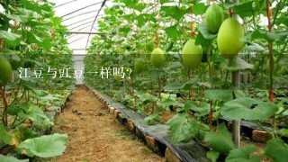 江豆与豇豆1样吗？