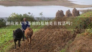 湖南湘天华茶油的基地是在攸县吗？