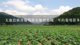 太康县新奇葡萄苗木繁育基地1年的葡萄苗多少钱