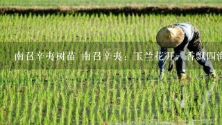 南召辛夷树苗 南召辛夷：玉兰花开，香飘4海