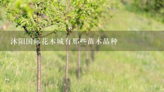 沐阳国际花木城有那些苗木品种