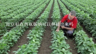 红豆杉在西双版纳可以种植出来吗