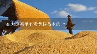 在太原哪里有卖黄杨苗木的 ？