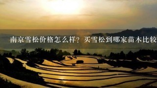 南京雪松价格怎么样？买雪松到哪家苗木比较好？拜托了各位 谢谢